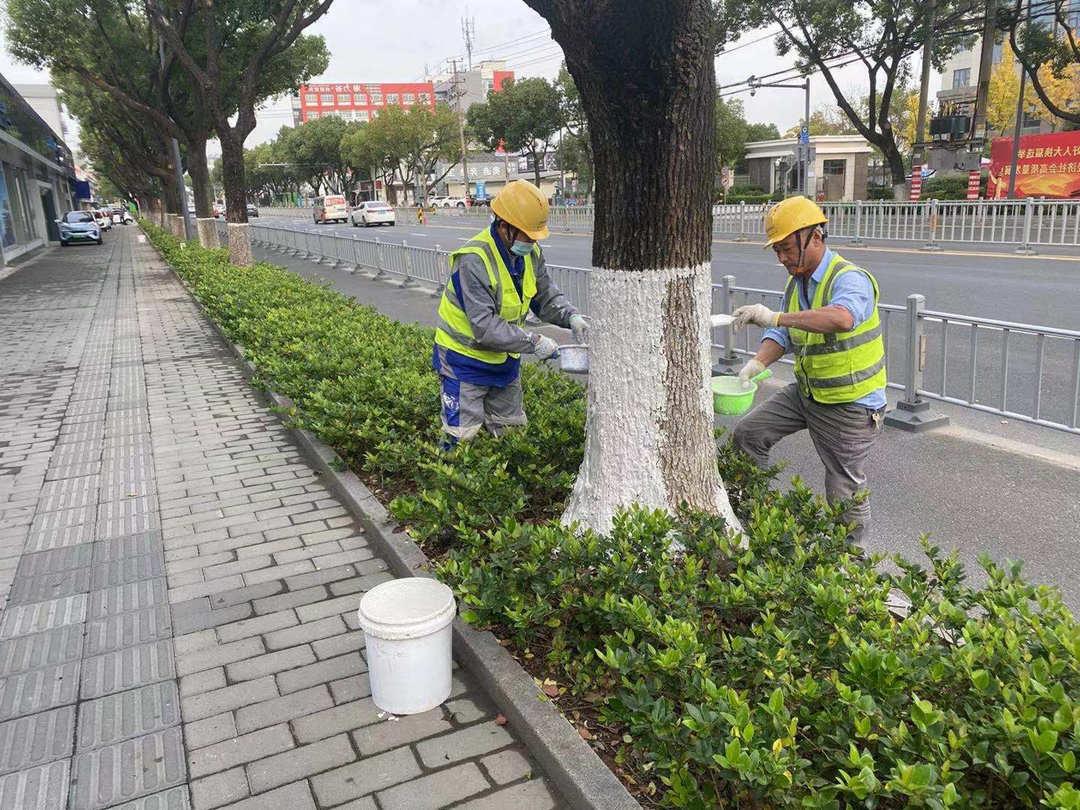 绿化养护苗木涂白